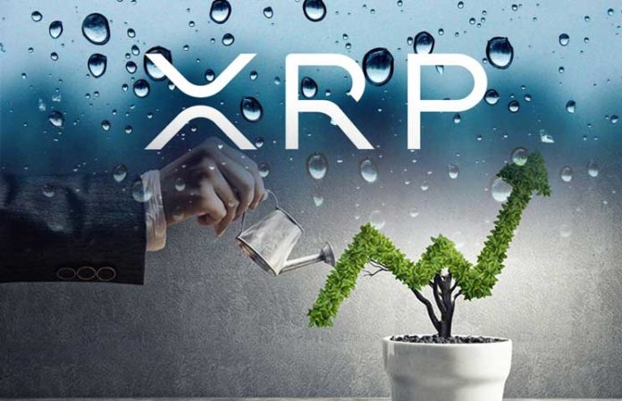 Ripple XRP в темпе
