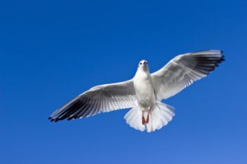 Индекс ликвидности Ripple XRP в Австралии достиг нового рекорда